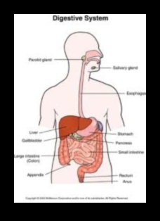 Legătura dintre dietele pe termen lung și sănătatea digestivă